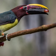 Green Aracari