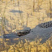 Seeing Your First Croc, Everglades, FL