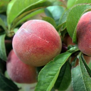 Florida Prince Peach