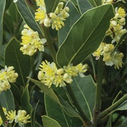 Laurel Blooms