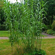 Arundo Cane