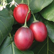 Tree Tomato
