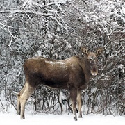 Tresticklan National Park, Sweden