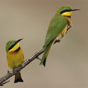 Bee Eater