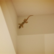 Gecko in My Room