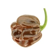 Chocolate Habanero Pepper
