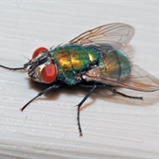 Common Greenbottle Fly