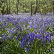Danbury Commons and Blakes Wood
