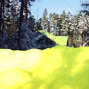 Yellow Snow