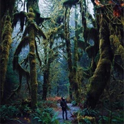 Hoh Rain Forest, Washington