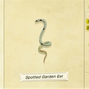 Spotted Garden Eel