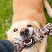 Play Tug of War With Your Dog