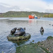 Puerto Montt, Chile