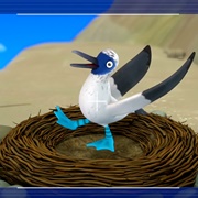 Blue-Footed Booby Bird