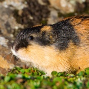Vadvetjakka National Park, Sweden