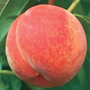Gala Peach