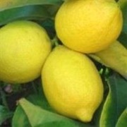Villafranca Lemon