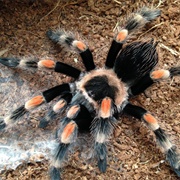 Raise a Tarantula