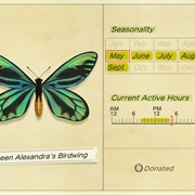 Queen Alexandra&#39;s Birdwing