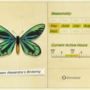 Queen Alexandra's Birdwing
