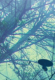 Cut off (Adrianne Finlay)