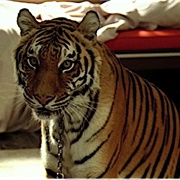 Tiger (The Hangover)