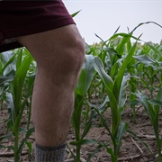 &quot;Knee High by the 4th of July&quot; Corn Motto