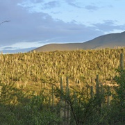 Tehuacan-Cuicatlan Valley: Originary Habitat of Mesoamerica