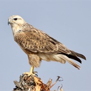 Long-Legged Buzzard