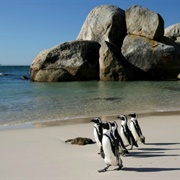 Boulders Beach