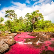 Caño Cristales River, Colombia