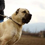 Kangal Shepherd