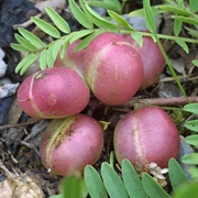 Astralagus Fruit
