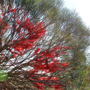 Kalbarri National Park