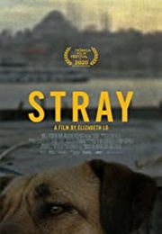 Stray (2020)