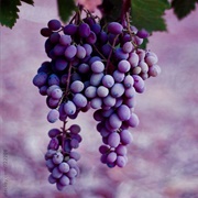 Grapes