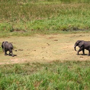 Shambe Nature Reserve, South Sudan