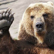 The Bear (A Winter's Tale)