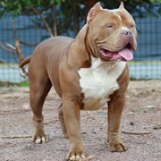 American Bully