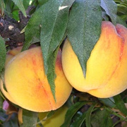 Southern Rose Peach