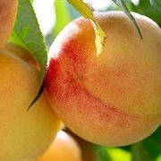 Harvester Peach