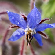 Borage