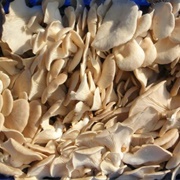 Branched Oyster Mushroom (Pleurotus Cornucopiae)