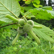 Japanese Hazel (Corylus Sieboldiana)