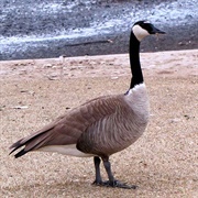 Giant Canadian Goose