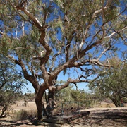 Coolabah (Eucalyptus Coolabah)