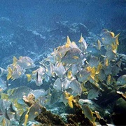 Hol Chan Marine Reserve, Belize