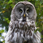 Ovre Pasvik National Park & Vatsari, Norway / Finland