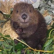 Beaver