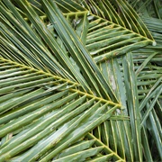 Palm Fronds